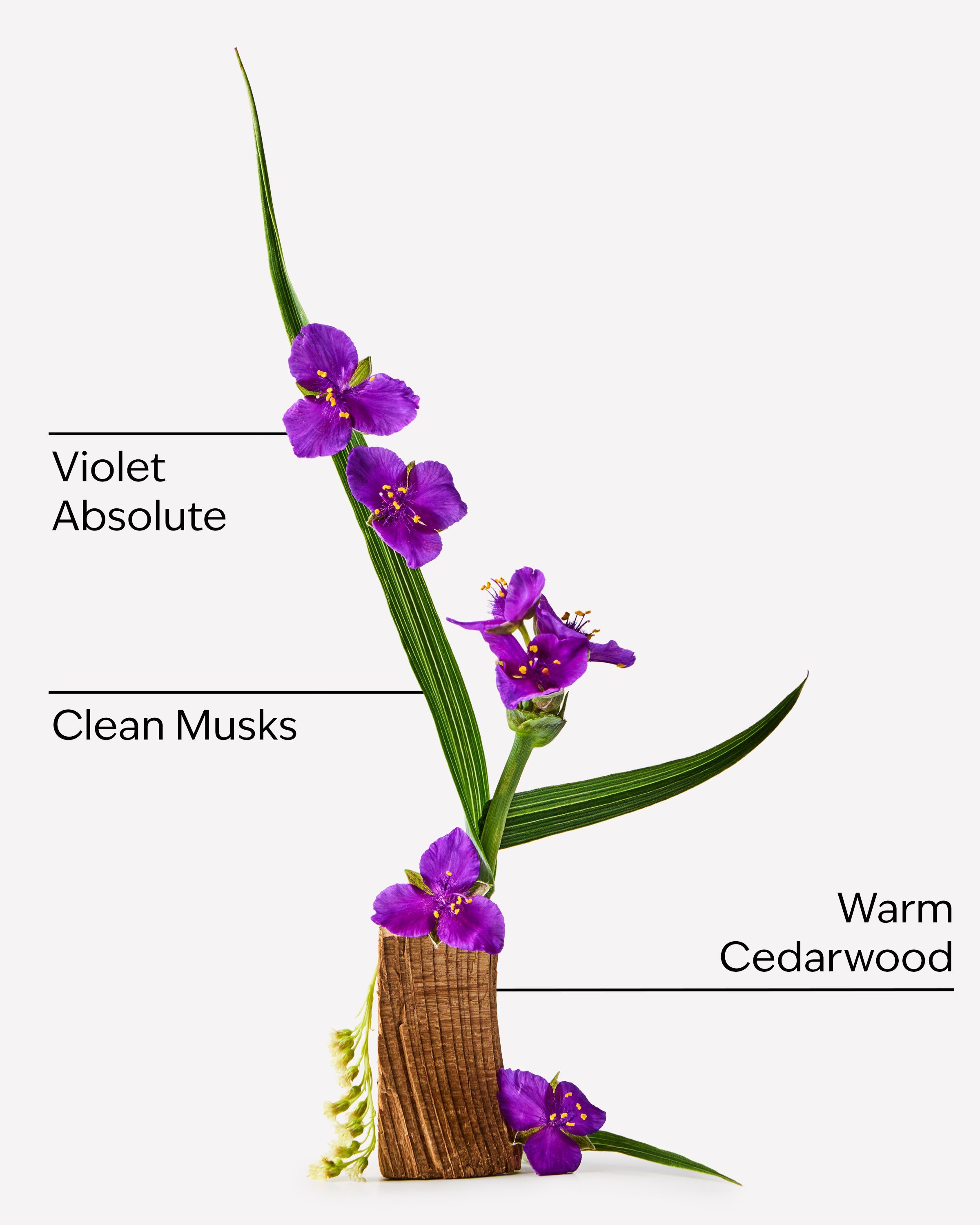 Scent stack visual of warm cedarwood, clean musks and violet absolute