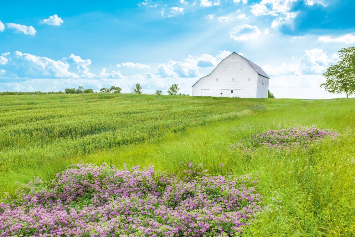 Green field with purple flowers, bright blue sky with a white barn in the distance.
